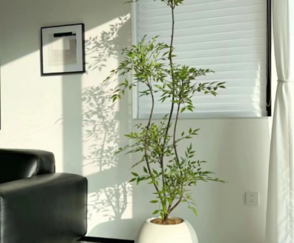 客廳放什么植物風(fēng)水好又好養(yǎng)？8款客廳盆栽綠植推薦
